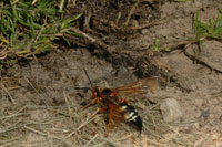 Image: cicada killer 3